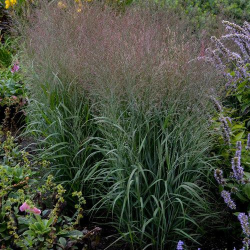 Prairie Winds® Apache Rose Switch Grass