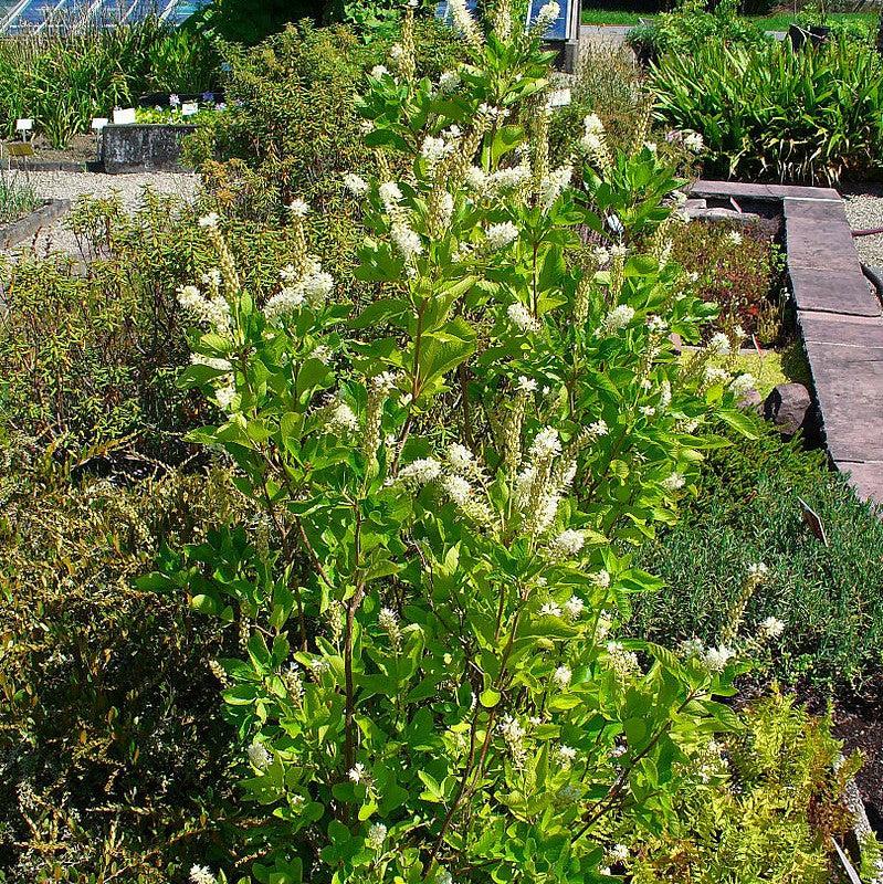 Summersweet, Sweet Pepperbush