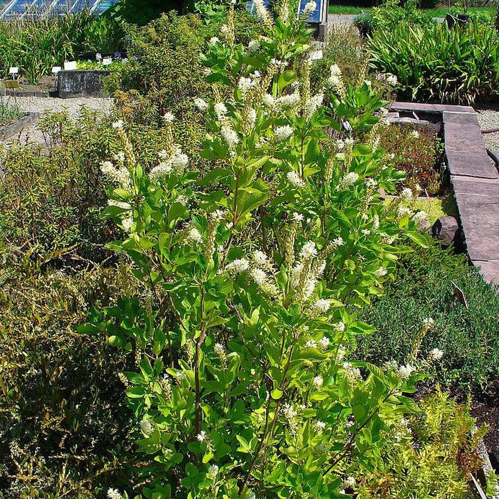 Summersweet, Sweet Pepperbush