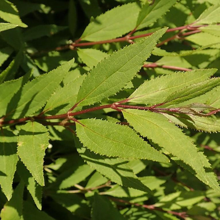 Dwarf Nikko Deutzia