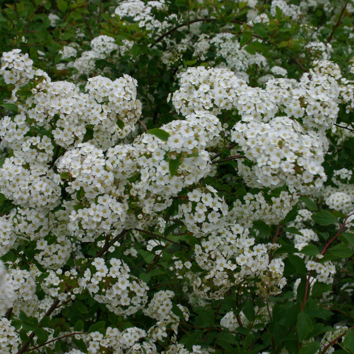 Renaissance Spirea