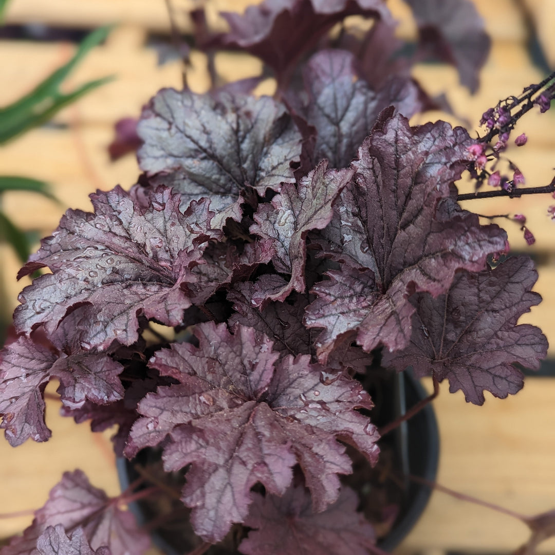 Heuchera 'Grape Expectations'  - Grape Expectations Coral Bells