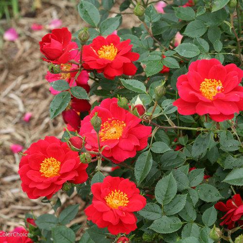 Oso Easy® Urban Legend® Rose