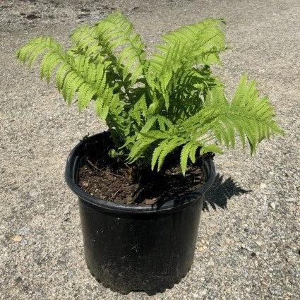 Ostrich Fern