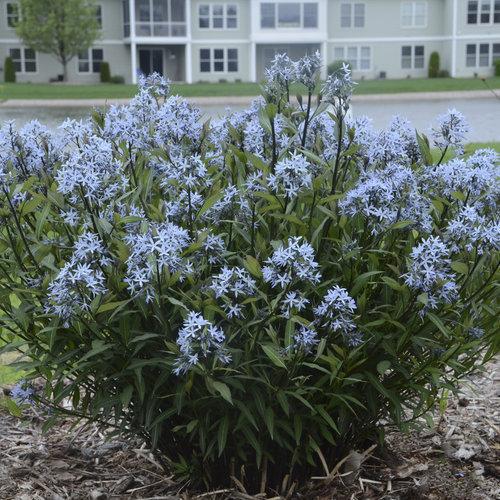 Storm Cloud Blue Star