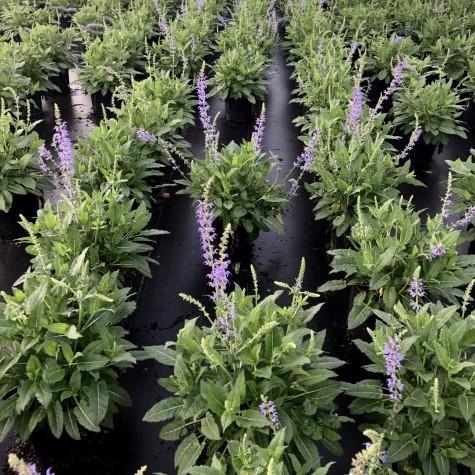 May Night Wood Sage