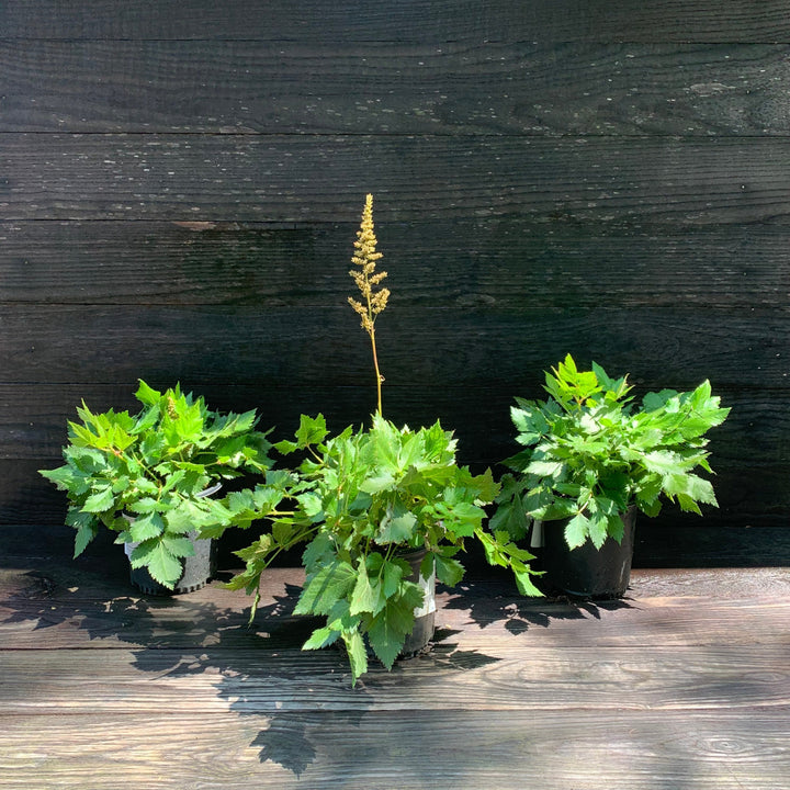Visions Chinese Astilbe, False Goat's Beard