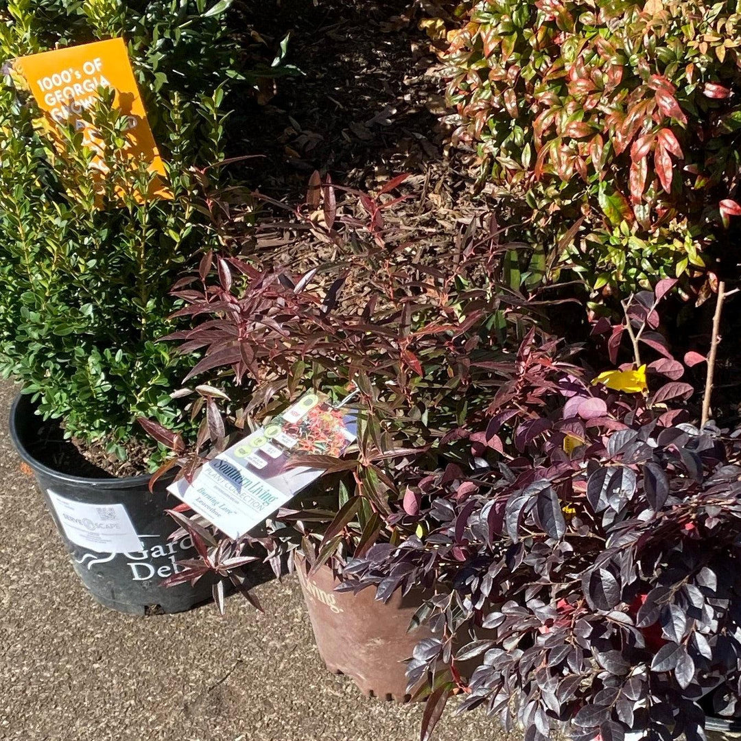 Burning Love™ Leucothoe
