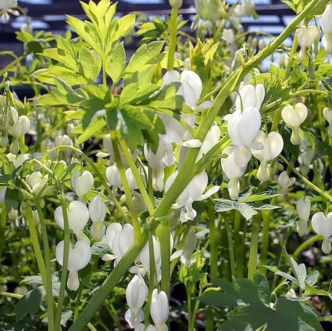 White Bleeding Heart