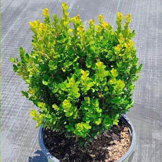 NewGen™ Freedom® Boxwood