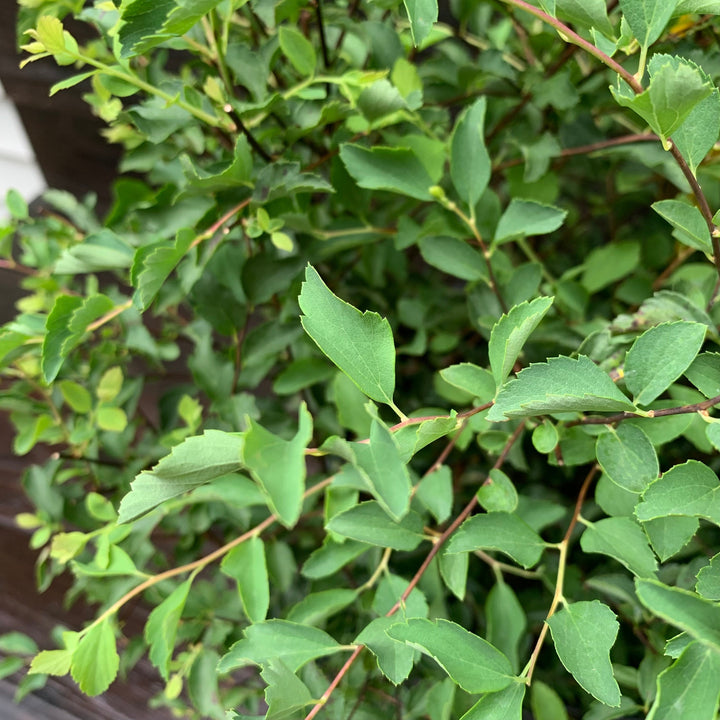 Renaissance Spirea