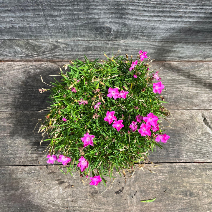 Firewitch Dianthus, Cheddar Pink