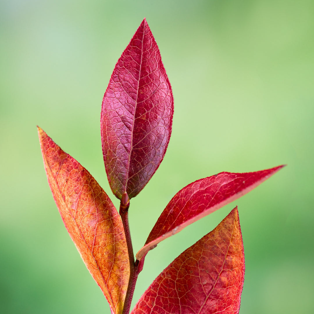 Bluecrop Highbush Blueberry