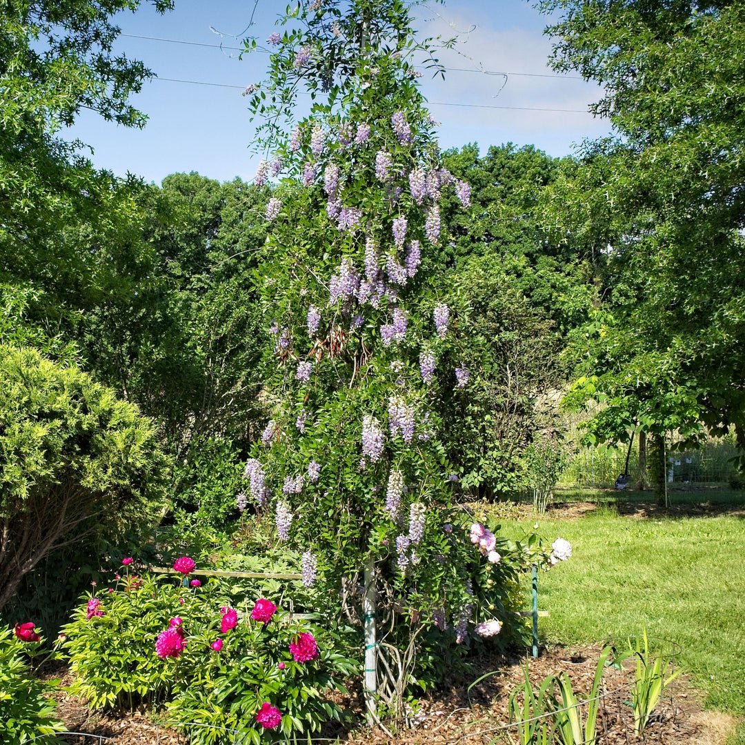 Blue Moon Wisteria