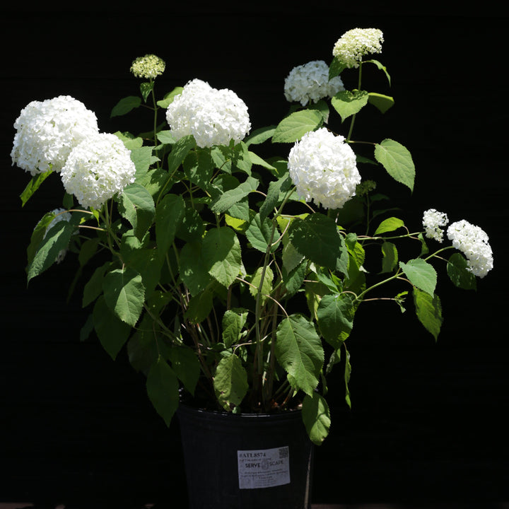 Mophead Hydrangea, Annabelle Hydrangea