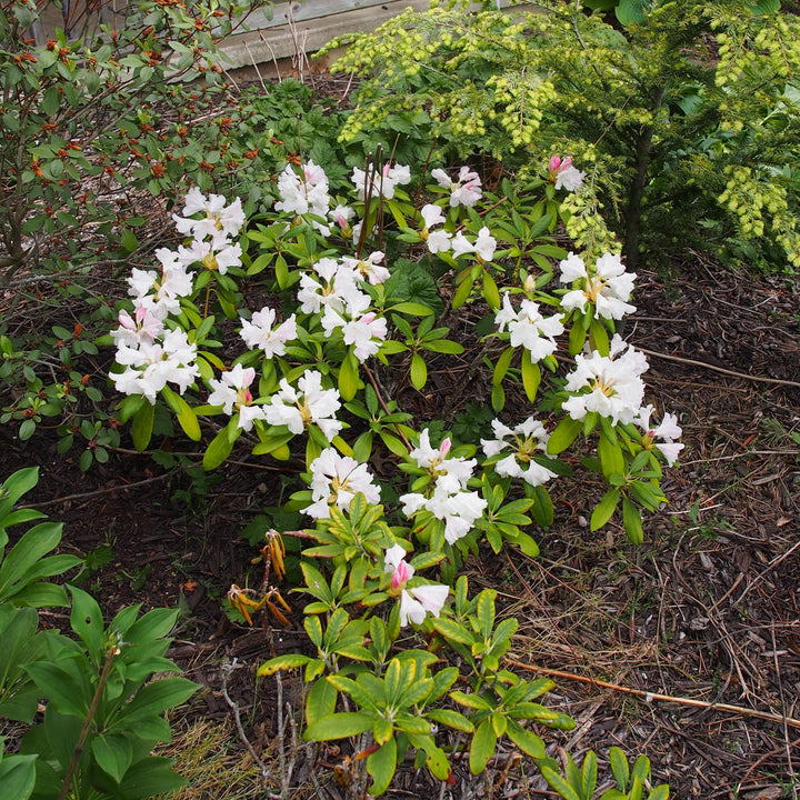 Rhododendron yakushimanum 'Yaku Princess'  - Yaku Princess Rhododendron